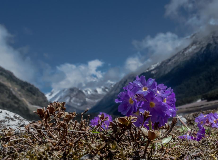 Lachen and lachung